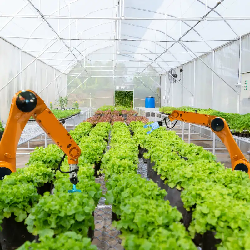 Robots arrosant des plantes en serre
